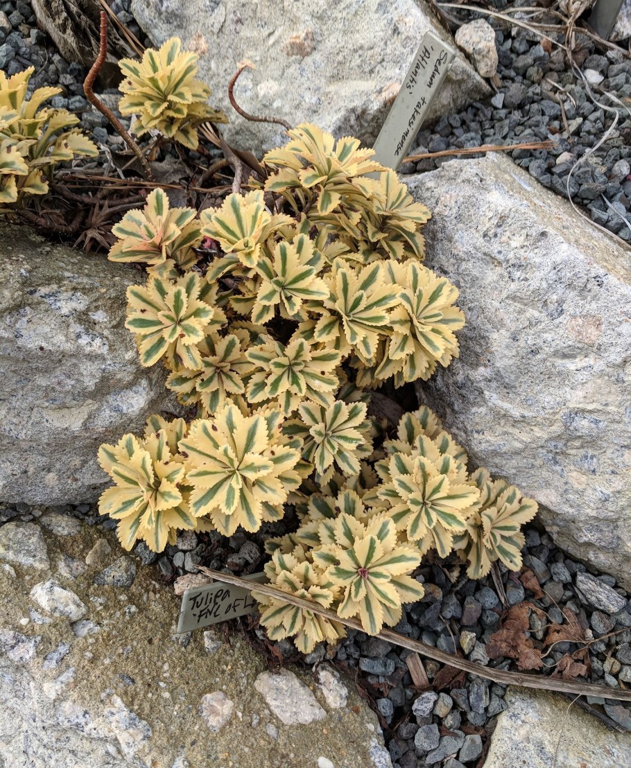 Очиток такесимский Atlantis