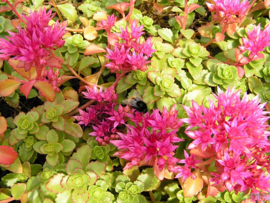 Очиток ложный Розеум