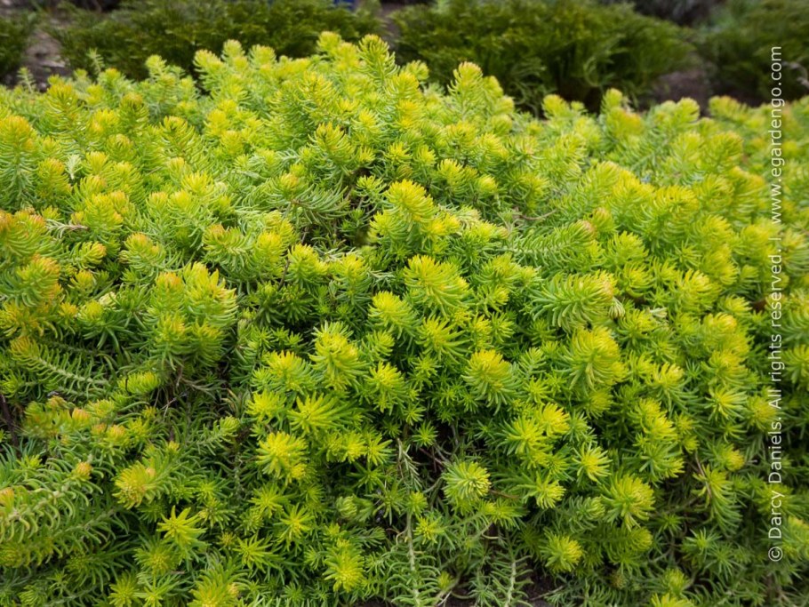 Очиток отогнутый Ангелина