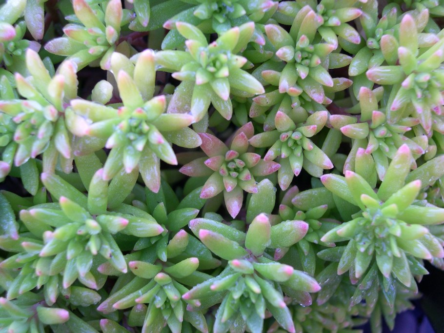 Очиток Рубенса Lizard