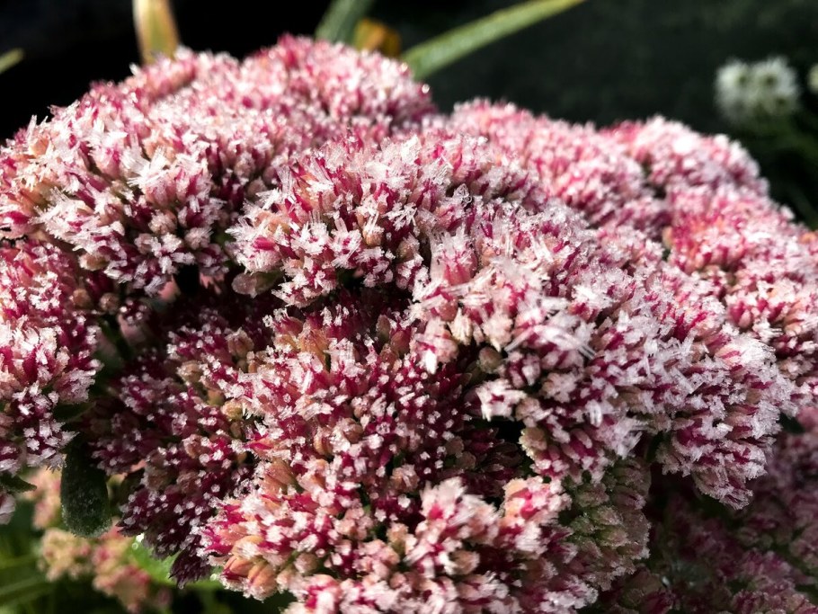 Седум Очиток красная роза