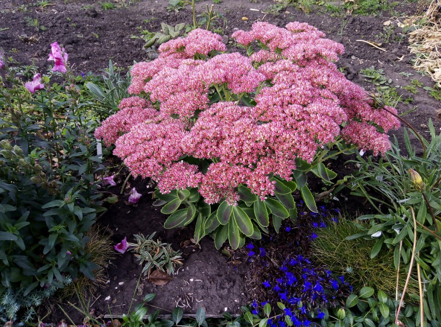 Очиток Видный Mr. Goodbud