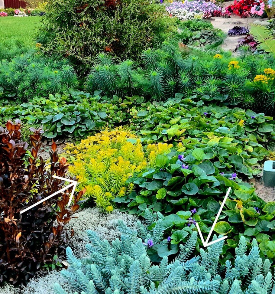 Очиток отогнутый Ангелина