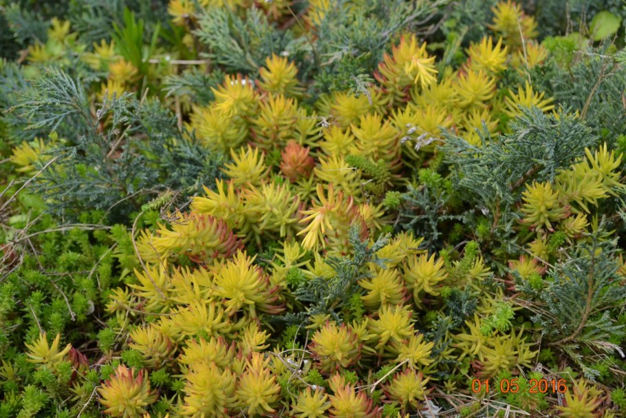 Седум отогнутый / Sedum reflexum "Angelina"