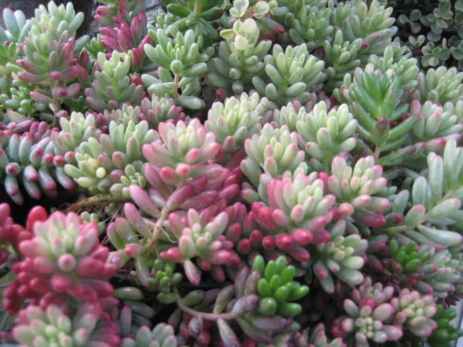 Седум Моргана