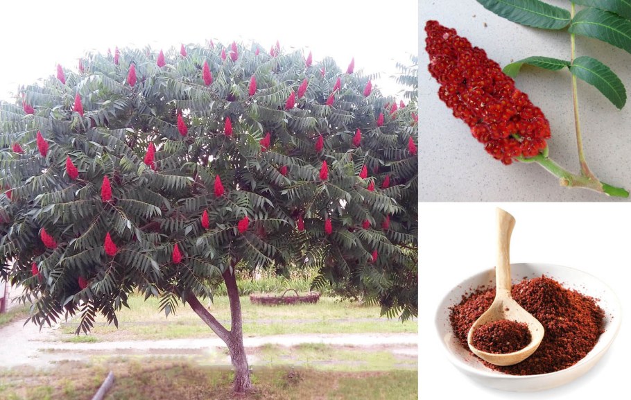 Сумах уксусное дерево