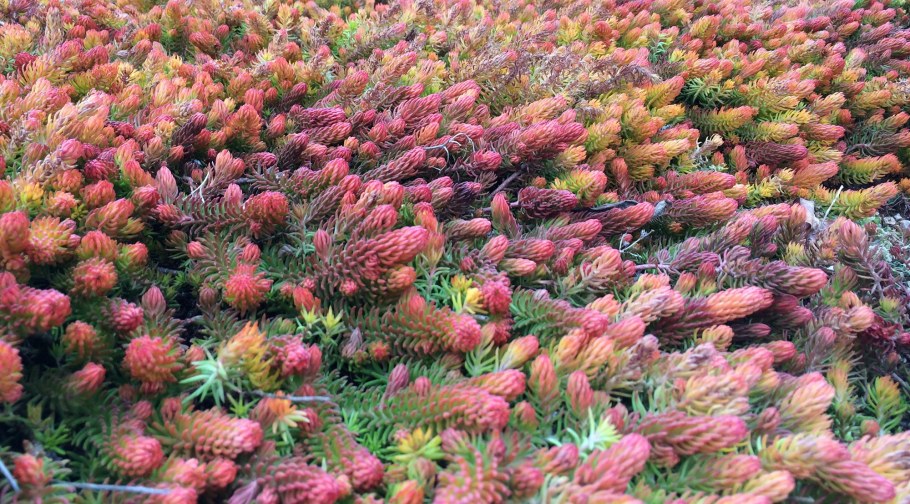 Седум почвопокровный Ангелина