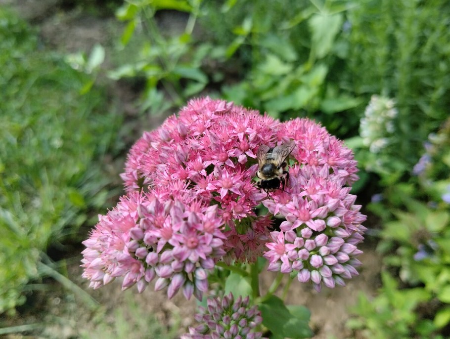 Очиток обыкновенный