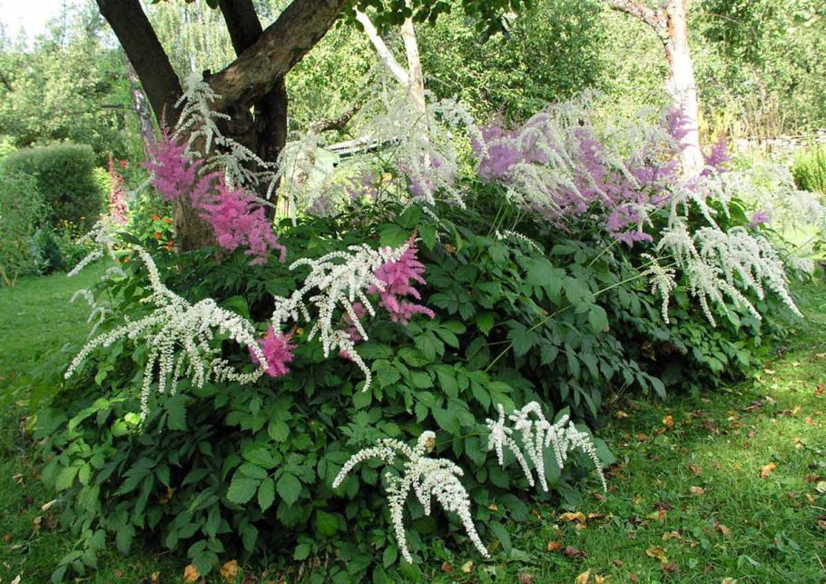 Астильба Волжанка