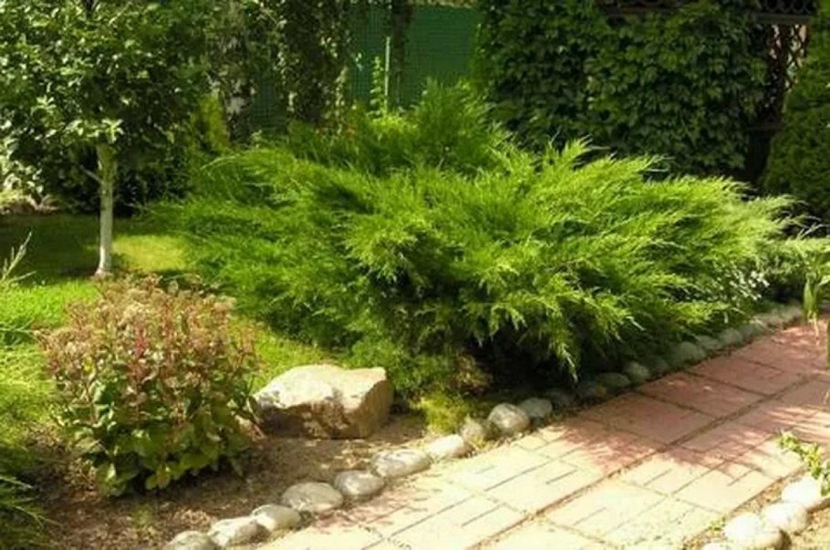 Можжевельник Пфитцериана минт джулеп