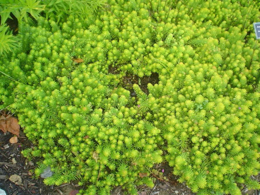 Седум Sedum rupestre Angelina