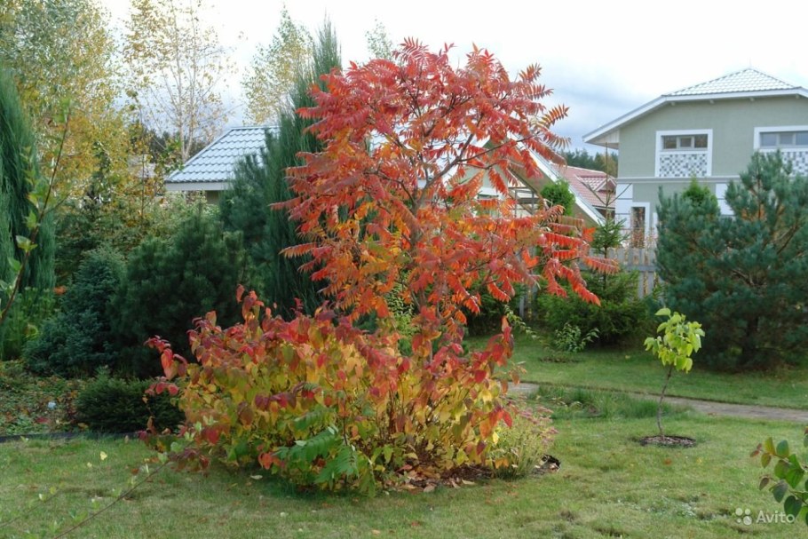Оленерогое дерево Сумах оленерогий