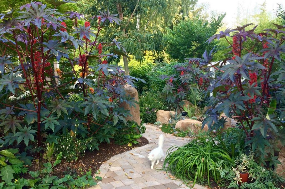 Клещевина в саду