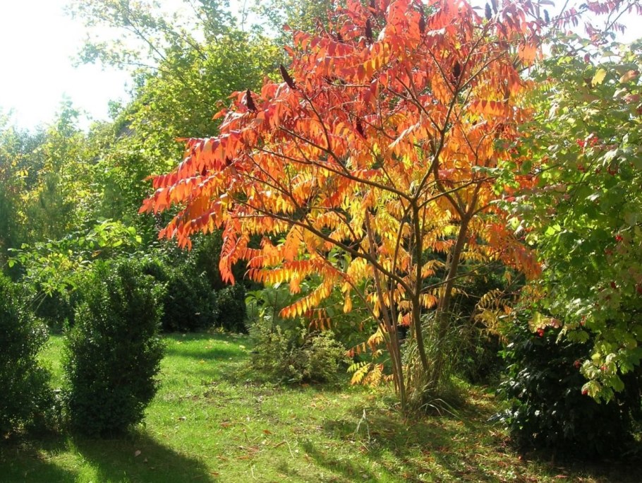 Сумах пушистый оленерогий уксусное дерево