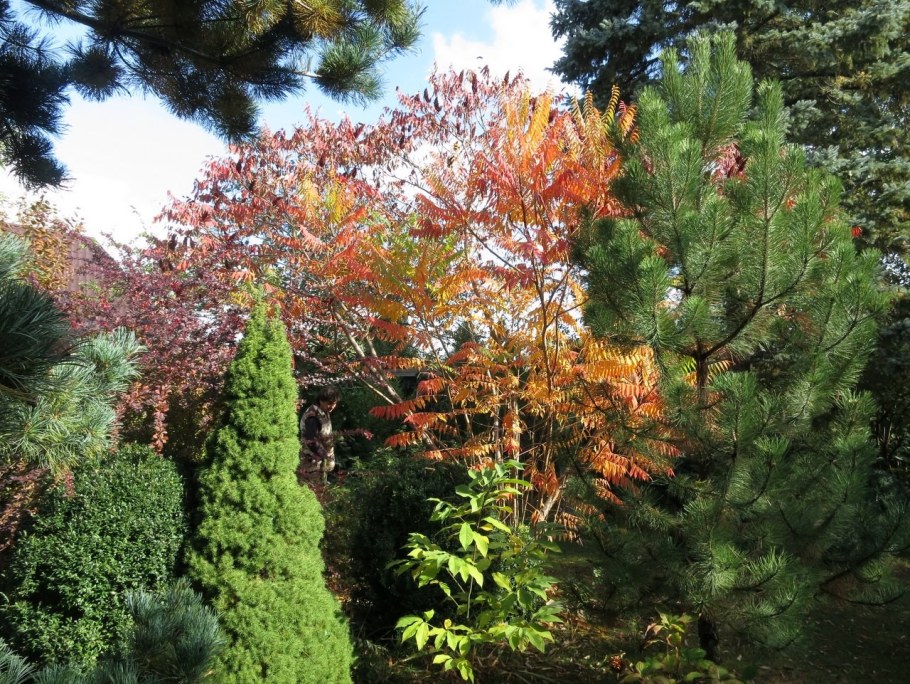 Сумах оленерогий Тигер айз