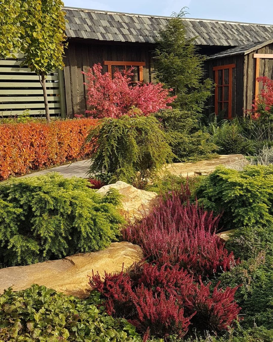 Миксбордер туя Барбарис