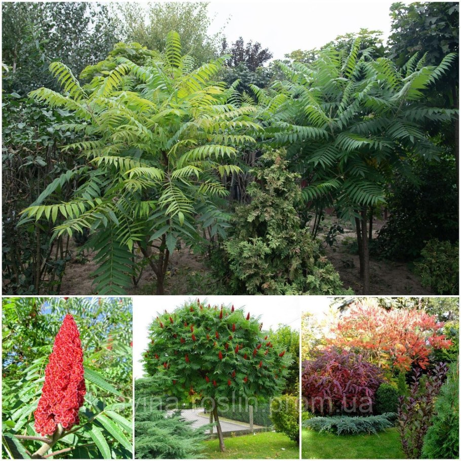 Сумах оленерогий, пушистый, уксусное дерево (Rhus typhina).