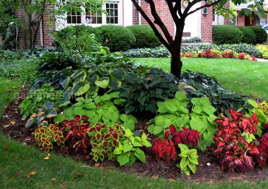 Почвопокровные розы тенелюбивые