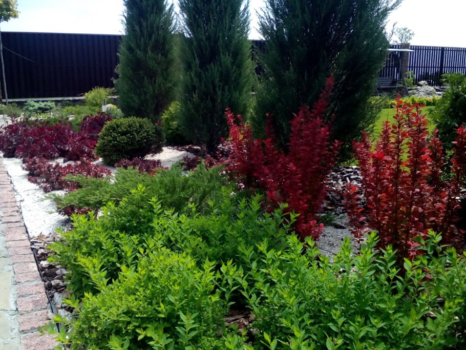 Миксбордер с барбарисом Тунберга