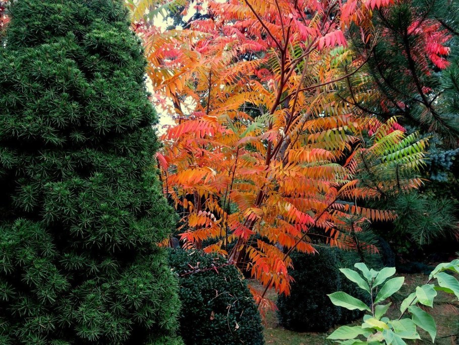 Сумах оленерогий осень