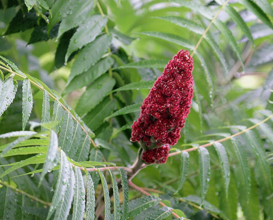Сумах оленерогий уксусное дерево