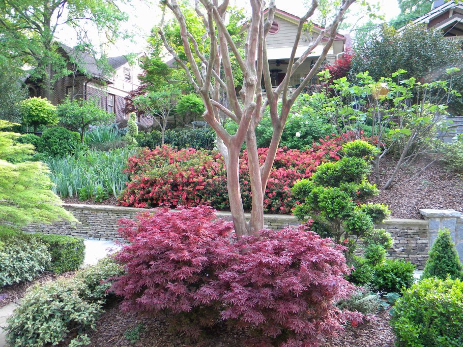 Форзиция бересклет Буддлея