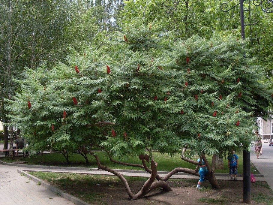 Сумах пушистый уксусное дерево