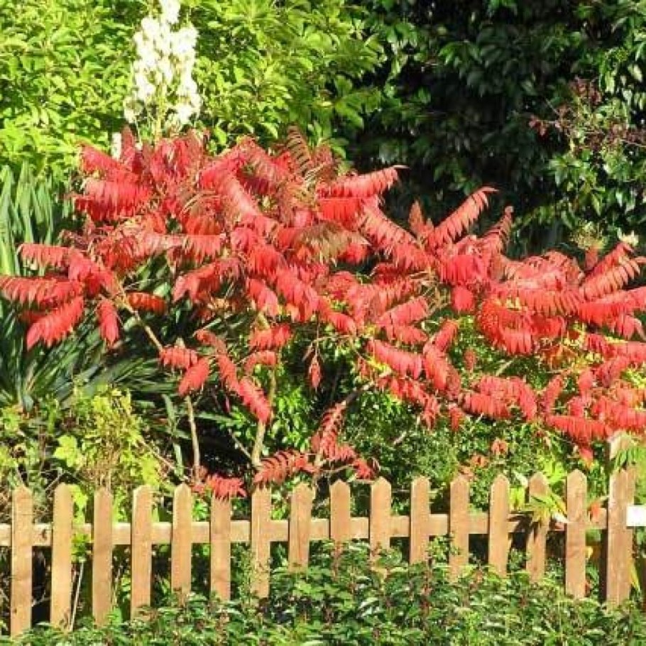 Сумах уксусный Rhus typhina