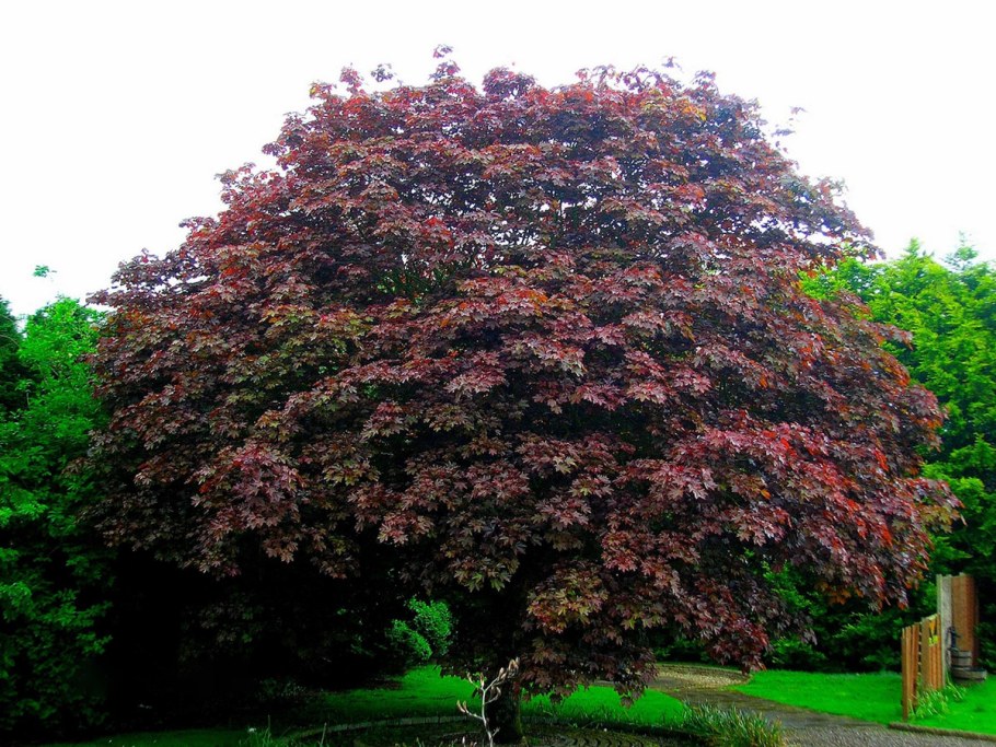 Клен остролистный Royal Red Роял ред