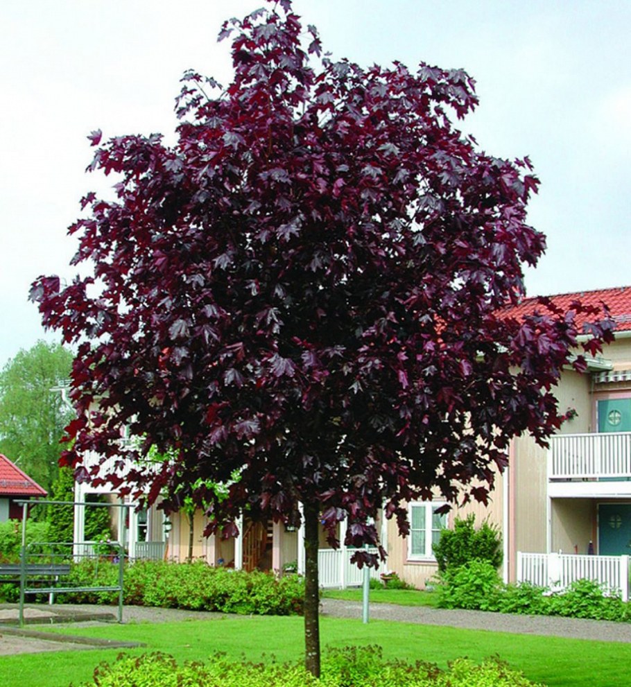 Клен краснолистный Кримсон Кинг