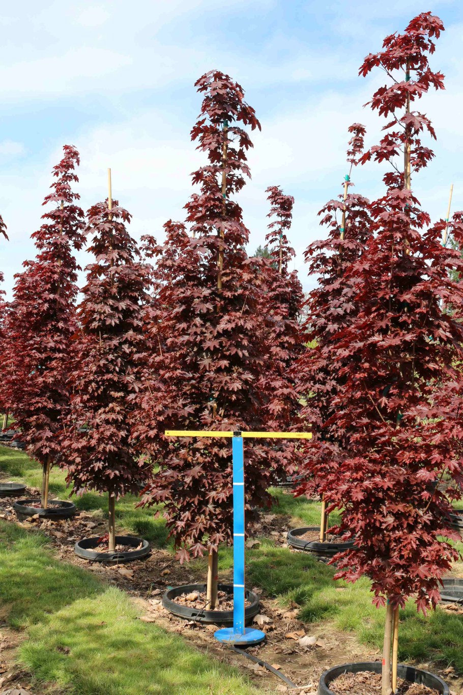 Клен остролистный Роял ред