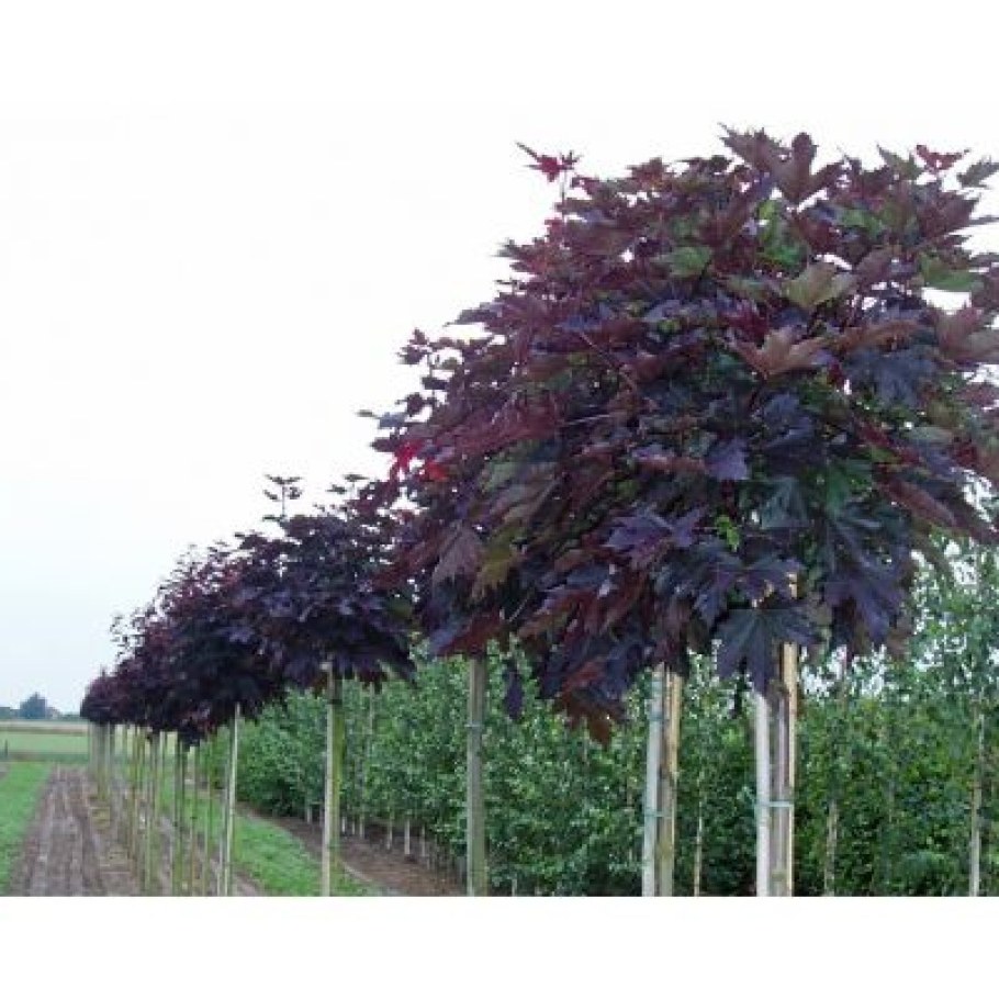 Клён канадский краснолистный