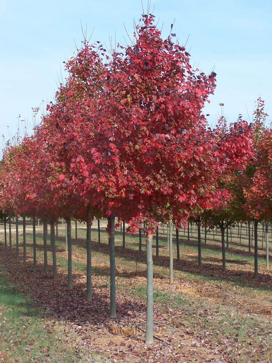 Клен остролистный Роял ред