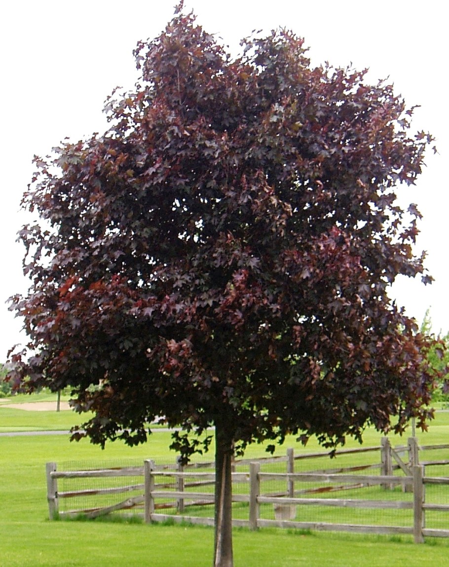 Клен Кримсон Кинг на штамбе