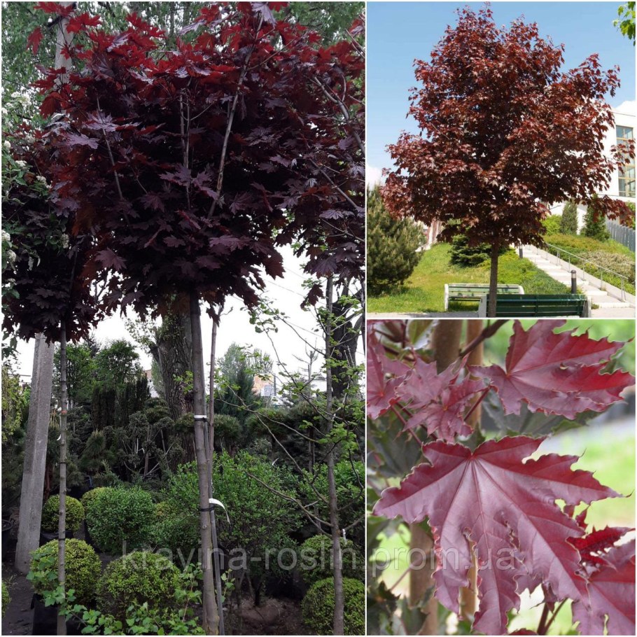 Клен платановидный Кримсон сентри