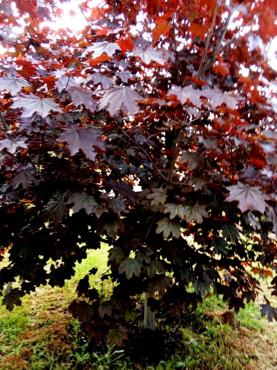 Клен остролистный Роял ред фото