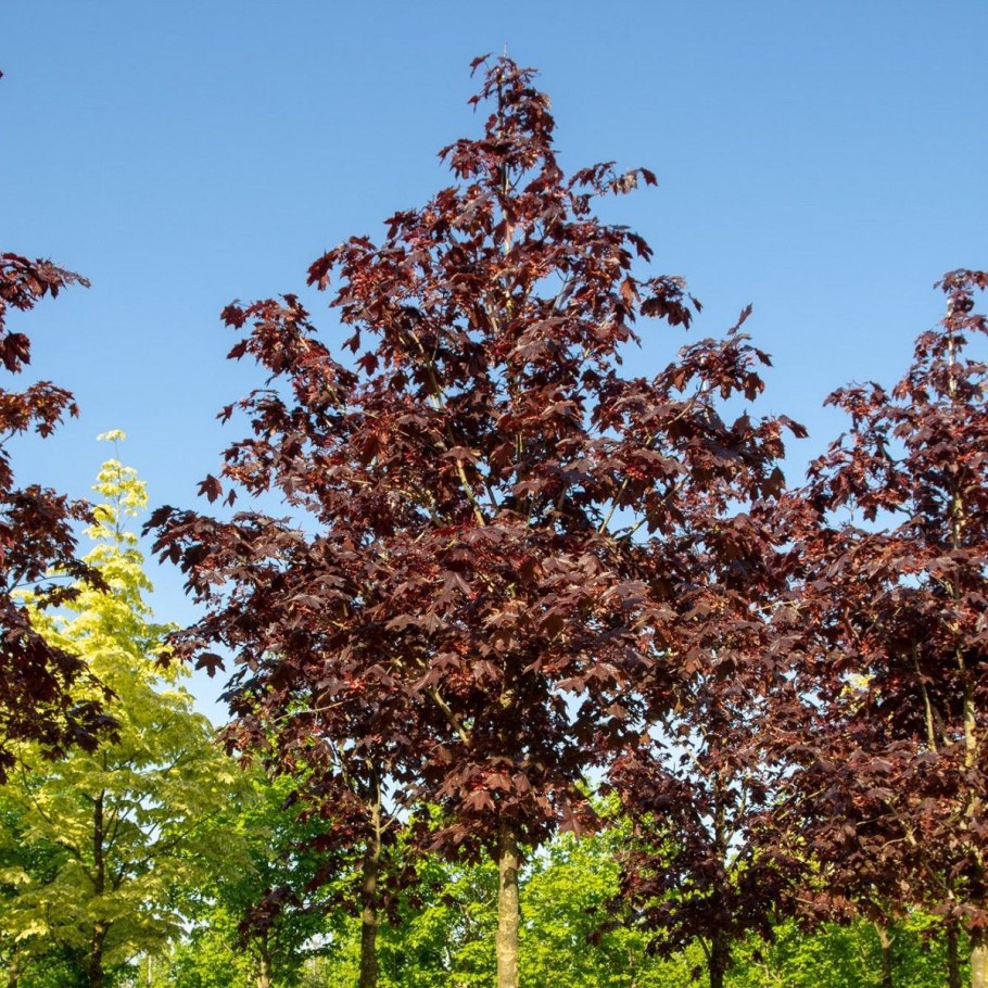 Клен остролистный Роял Рэд