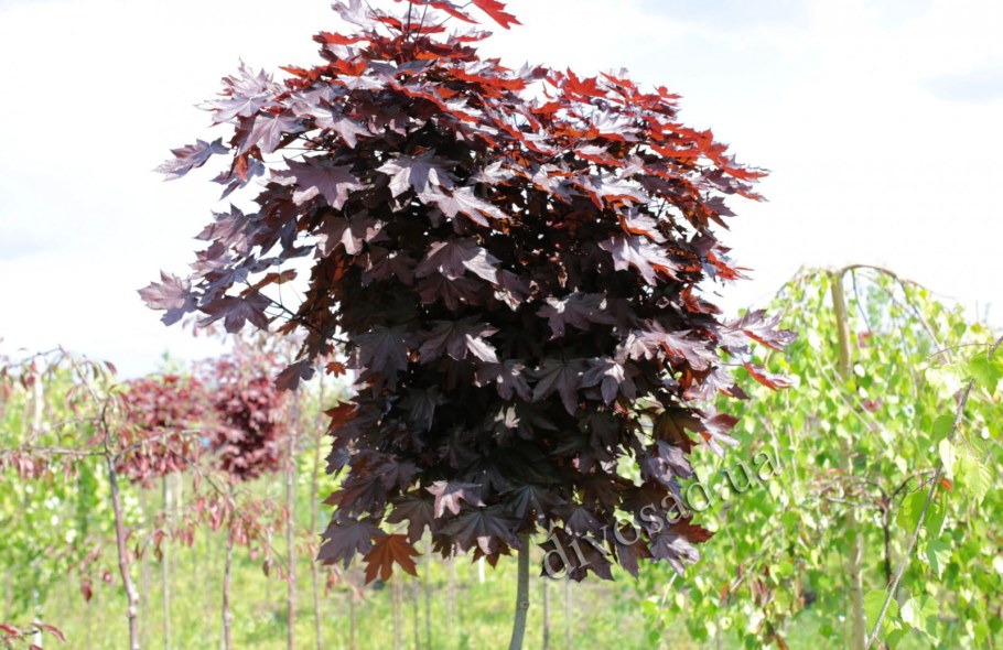 Клен краснолистный Кримсон Кинг