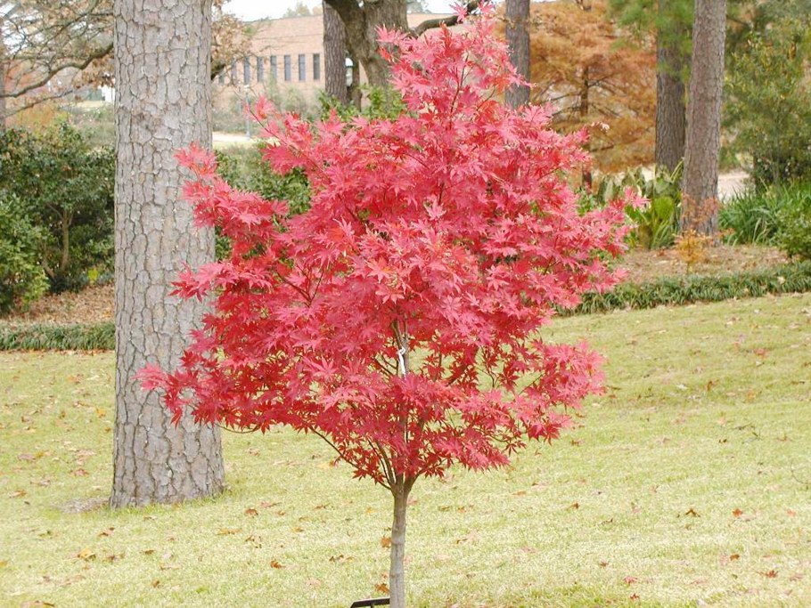 Клен красный японский остролистный