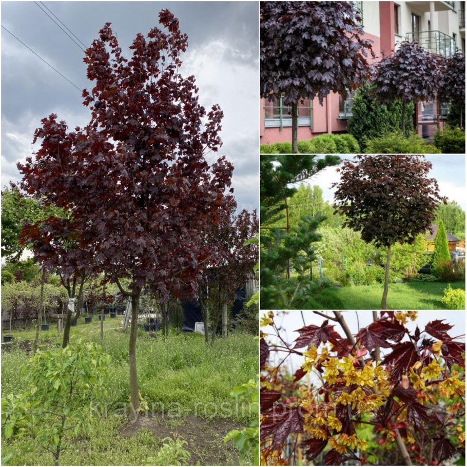 Клен остролистный ред