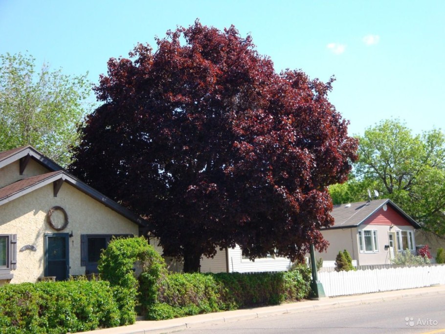 Клен остролистный Crimson King