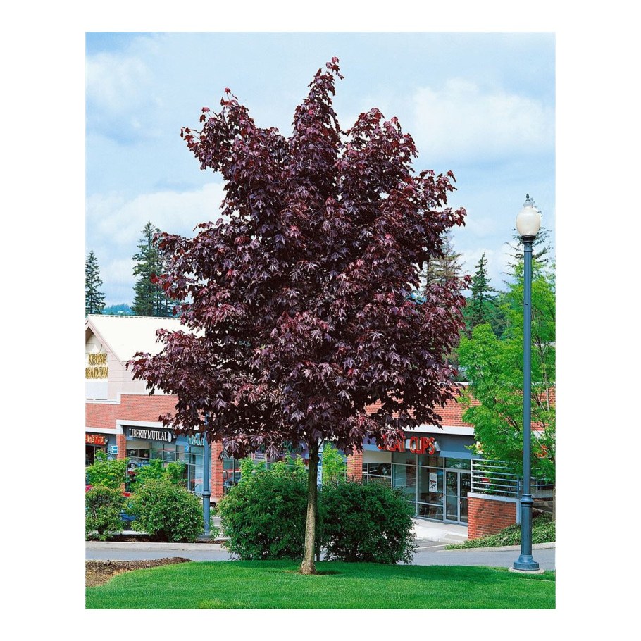 Клен шаровидный краснолистный