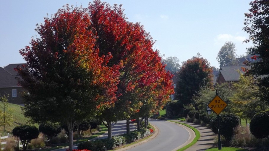 Клен остролистный Роял ред