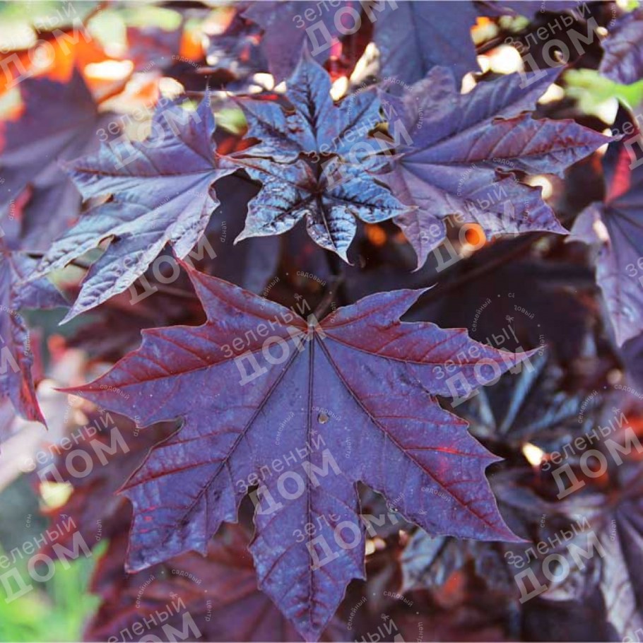 Клен остролистный Acer platanoides Royal Red