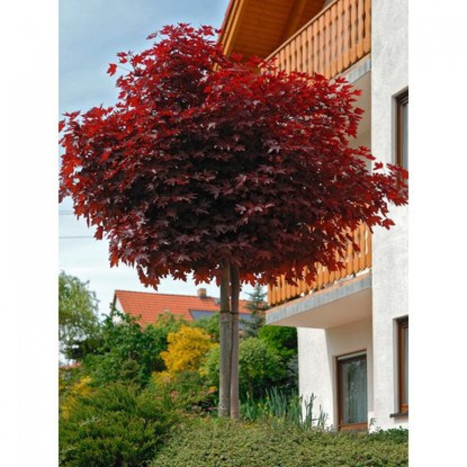 Клен краснолистный