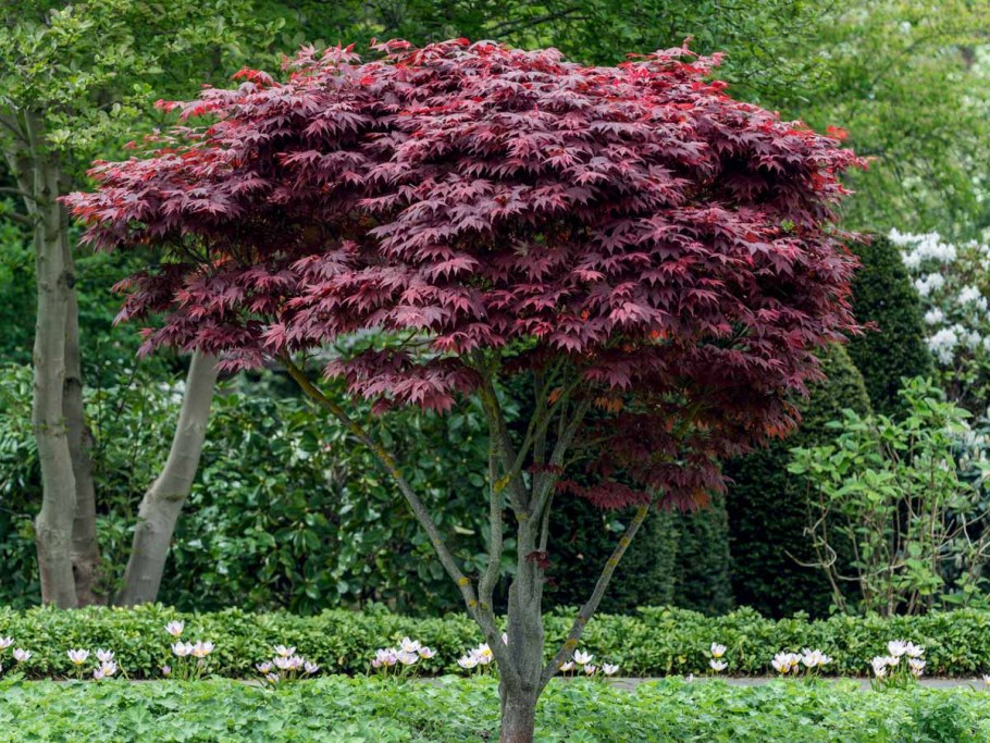 Клён дланевидный Атропурпуреум