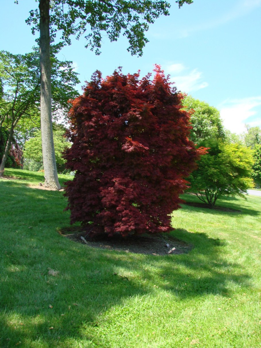Клен веерный краснолистный