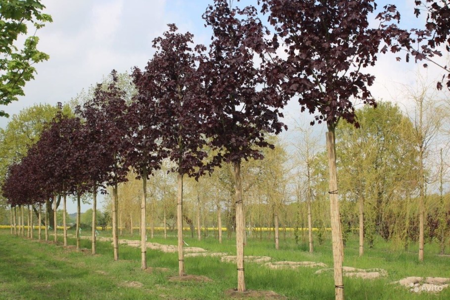 Липа мелколистная