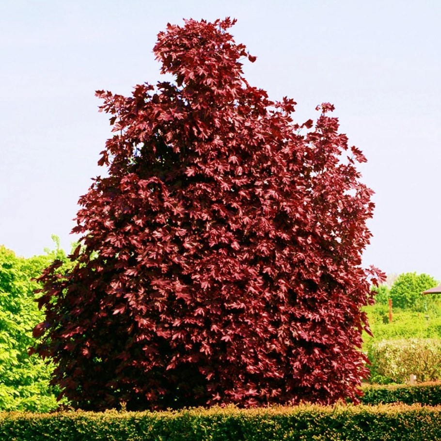 Клен остролистный Кримсон сентри