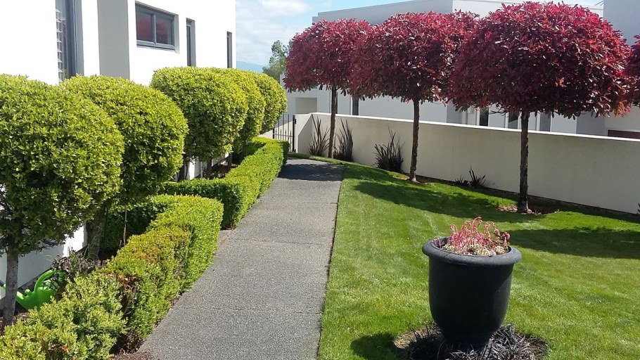 Клён Глобозум в живой изгороди